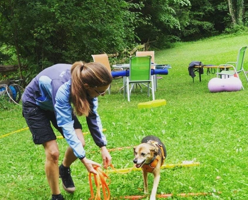 Ganzheitlicher Blick: Das Mensch-Hund-Team - Hundetrainer Ausbildung
