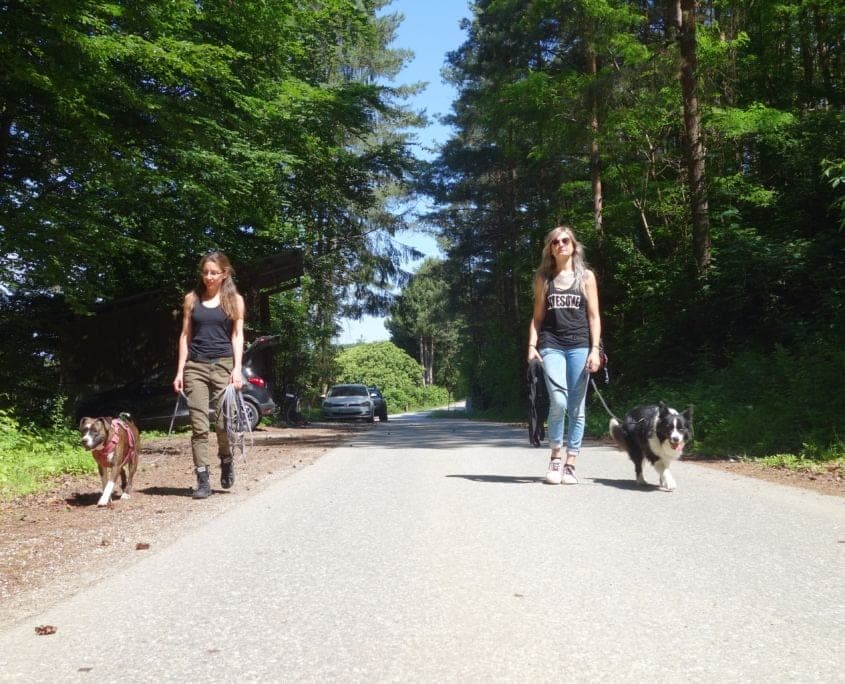 Beziehung & Erziehung - Hundetrainer Ausbildung