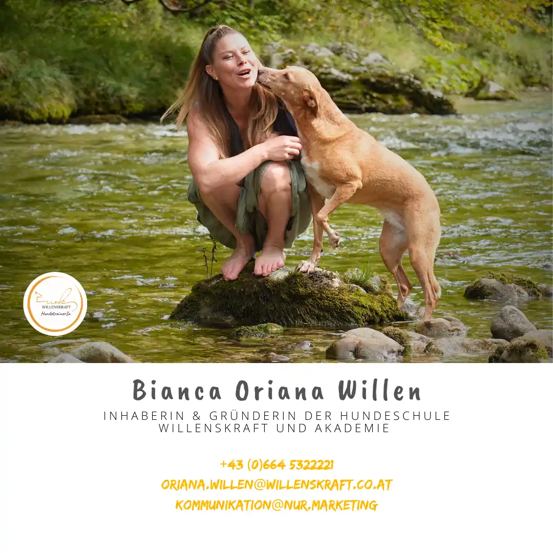 Hundetrainer Ausbildung Vorteile - Willenskraft